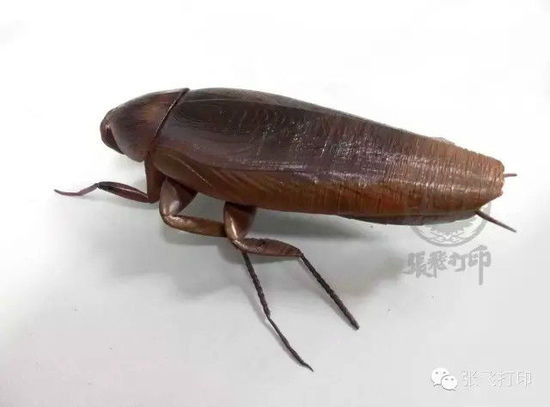 3D打印蟑螂小強(qiáng)誕生記(超精細(xì)) 妹紙膽小也可入
3D打印蟑螂,3D打印小強(qiáng),3D打印技術(shù),3D打印服務(wù),3D打印平臺,e鍵打印