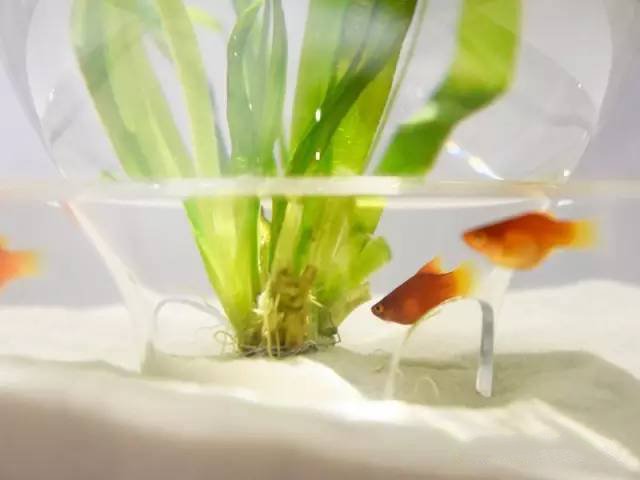 精美3d打印創意作品圖片欣賞 你見過3D打印的魚缸么?