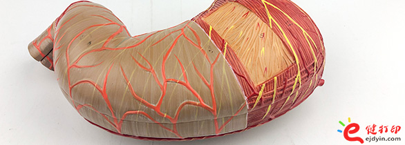 人體胃部復模手板2